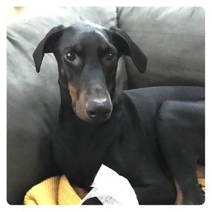 Romy Girl (not for sale) 🐾 Doberman